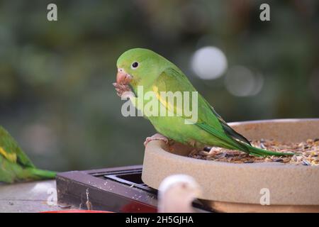 Periquitos no Brasil Stockfoto