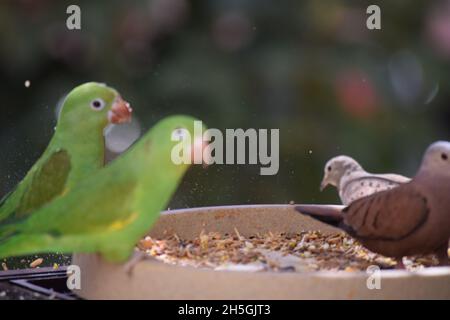 Periquitos no Brasil Stockfoto