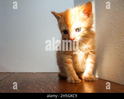 Kontemplative orange gestromte Kätzchen in der Ecke, natürliches Licht im Gesicht Stockfoto