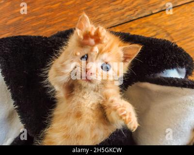 Orange gestromte Kätzin mit einer Pfote über dem Kopf, auf dem Rücken liegend und in die Kamera schauend Stockfoto