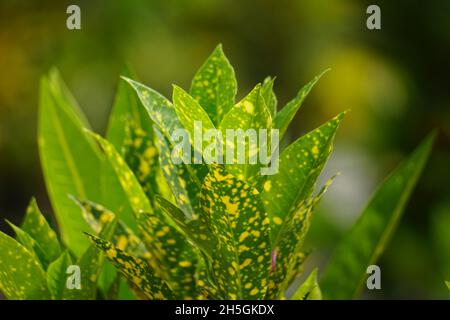 Codiaeum variegatum (Croton, Variegated Laurel, Garden Croton, Orange Jessamine, Turing) im Garten. Exotische botanische tropische grüne Pflanzen mit wi Stockfoto