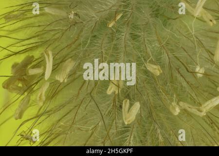 Makroansicht der Samen des Hasen-Heckgrases (Lagurus ovatus) Stockfoto