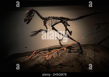 Ansicht der Fossilien eines Deinonychus und Buitreraptors bei der Ausstellung Evolving Planet Evolution im Field Natural History Museum in Chicago, IL, USA Stockfoto