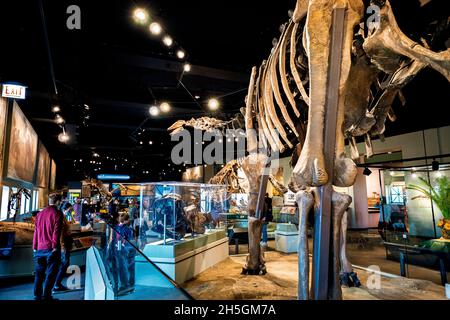 Ansicht eines Fossils eines Apatosaurus bei der Ausstellung Evolving Planet Evolution im Field Natural History Museum in Chicago, IL, USA Stockfoto