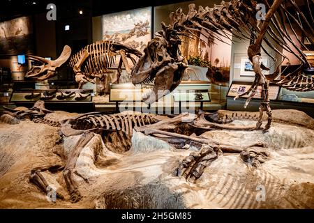 Fossiler Daspletosaurus über einem Corythosaurus bei der Ausstellung Evolving Planet Evolution im Field Natural History Museum in Chicago, IL, USA Stockfoto