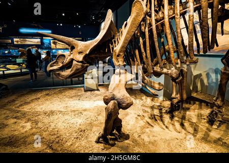 Ansicht eines Fossils eines klobigen Triceratops bei der Ausstellung Evolving Planet Evolution im Field Natural History Museum in Chicago, IL, USA Stockfoto