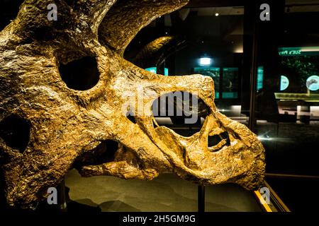 Beeindruckender fossiler Schädel eines Triceratops-Dinosauriers auf der Ausstellung Evolving Planet Evolution im Field Natural History Museum in Chicago, IL, USA Stockfoto