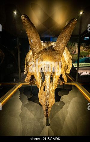 Beeindruckender fossiler Schädel eines Triceratops-Dinosauriers auf der Ausstellung Evolving Planet Evolution im Field Natural History Museum in Chicago, IL, USA Stockfoto