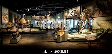 Blick auf die Elizabeth Morse Genius Hall of Dinosaurs bei der Ausstellung Evolving Planet im Field Natural History Museum in Chicago, IL, USA Stockfoto