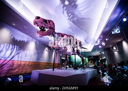 Blick auf das berühmte Fossil von Süe, einem riesigen T. rex, bei der Ausstellung Evolving Planet Evolution im Field Natural History Museum in Chicago, IL, USA Stockfoto