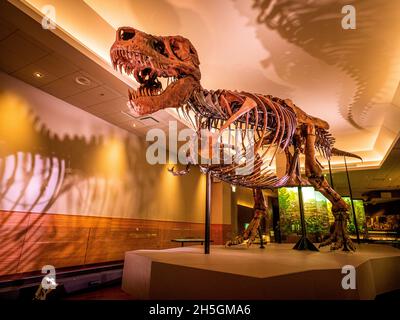 Blick auf das berühmte Fossil von Süe, einem riesigen T. rex, bei der Ausstellung Evolving Planet Evolution im Field Natural History Museum in Chicago, IL, USA Stockfoto