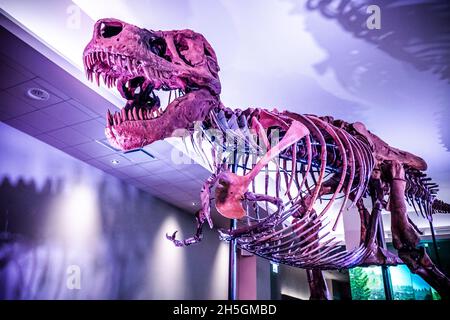 Blick auf das berühmte Fossil von Süe, einem riesigen T. rex, bei der Ausstellung Evolving Planet Evolution im Field Natural History Museum in Chicago, IL, USA Stockfoto