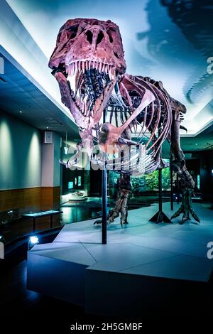 Blick auf das berühmte Fossil von Süe, einem riesigen T. rex, bei der Ausstellung Evolving Planet Evolution im Field Natural History Museum in Chicago, IL, USA Stockfoto