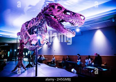 Blick auf das berühmte Fossil von Süe, einem riesigen T. rex, bei der Ausstellung Evolving Planet Evolution im Field Natural History Museum in Chicago, IL, USA Stockfoto