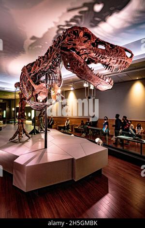 Blick auf das berühmte Fossil von Süe, einem riesigen T. rex, bei der Ausstellung Evolving Planet Evolution im Field Natural History Museum in Chicago, IL, USA Stockfoto
