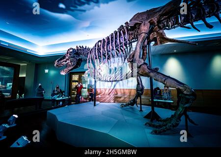 Blick auf das berühmte Fossil von Süe, einem riesigen T. rex, bei der Ausstellung Evolving Planet Evolution im Field Natural History Museum in Chicago, IL, USA Stockfoto