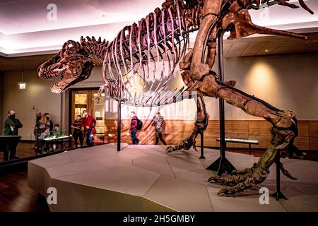 Blick auf das berühmte Fossil von Süe, einem riesigen T. rex, bei der Ausstellung Evolving Planet Evolution im Field Natural History Museum in Chicago, IL, USA Stockfoto