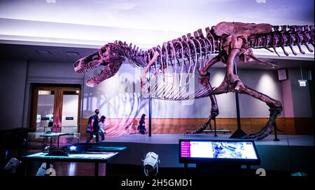 Blick auf das berühmte Fossil von Süe, einem riesigen T. rex, bei der Ausstellung Evolving Planet Evolution im Field Natural History Museum in Chicago, IL, USA Stockfoto