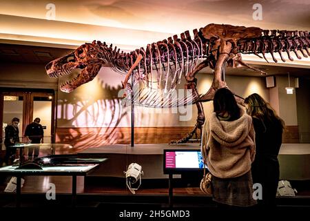 Blick auf das berühmte Fossil von Süe, einem riesigen T. rex, bei der Ausstellung Evolving Planet Evolution im Field Natural History Museum in Chicago, IL, USA Stockfoto