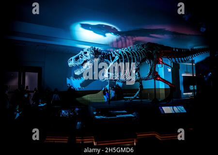 Blick auf das berühmte Fossil von Süe, einem riesigen T. rex, bei der Ausstellung Evolving Planet Evolution im Field Natural History Museum in Chicago, IL, USA Stockfoto