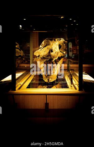 Blick auf den echten Schädel von Süe, einem fossilen Skelett von T. rex, auf der Ausstellung Evolving Planet im Field Natural History Museum in Chicago, IL, USA Stockfoto