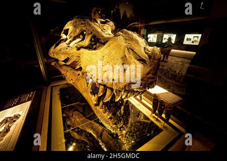 Blick auf den echten Schädel von Süe, einem fossilen Skelett von T. rex, auf der Ausstellung Evolving Planet im Field Natural History Museum in Chicago, IL, USA Stockfoto