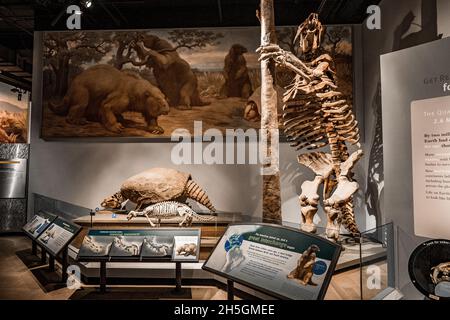 Fossiles Skelett eines Megatheriums und eines Glyptotheriums auf der Ausstellung Evolving Planet Evolution, dem Field Natural History Museum in Chicago, IL, USA Stockfoto