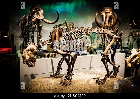 Fossiles Skelett der Säbelzahnkatze Smilodon bei der Ausstellung Evolving Planet Evolution im Field Natural History Museum in Chicago, IL, USA Stockfoto