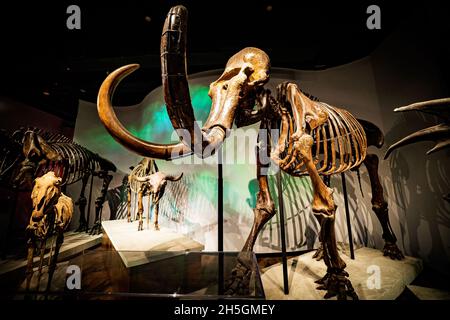 Fossile Skelettrekonstruktion eines Mammuts auf der Ausstellung Evolving Planet Evolution im Field Natural History Museum in Chicago, IL, USA Stockfoto