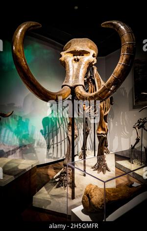 Fossile Skelettrekonstruktion eines Mammuts auf der Ausstellung Evolving Planet Evolution im Field Natural History Museum in Chicago, IL, USA Stockfoto
