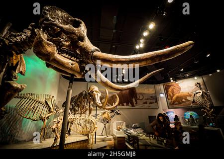 Mastodon-Skelett und andere Fossilien der Eiszeit bei der Ausstellung Evolving Planet Evolution im Field Natural History Museum in Chicago, IL, USA Stockfoto