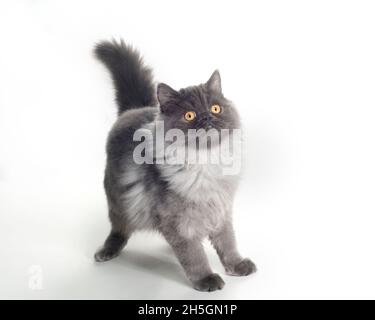 Liebenswert flauschig grau Kätzchen posiert auf einem weißen Hintergrund. Stockfoto