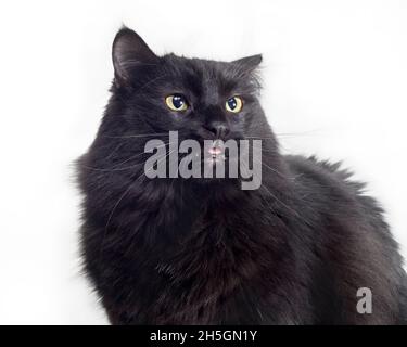 Lustiges Bild einer schwarzen Katze, die ihre tong ein kleines Stück herausstreut. Stockfoto