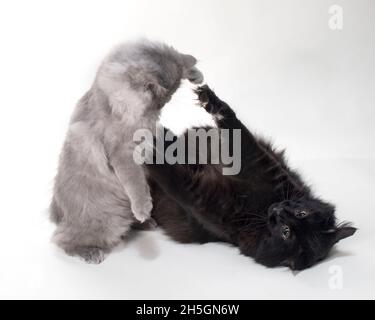 Zwei langhaarige graue Katzen ringen spielerisch miteinander. Stockfoto