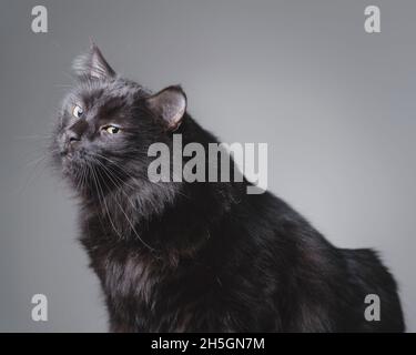 Schöne langhaarige schwarze Katze posiert und blickt zurück auf die Kamera. Stockfoto