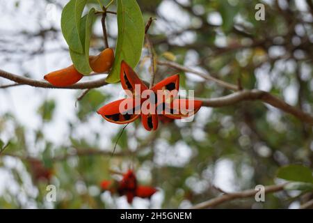 Sterculia quadrifida (auch Erdnussbaum genannt, rotblütig kurrajong) auf dem Baum. Die Samenschoten sind außen orange und innen orange oder rot, wenn sie reif sind. Stockfoto