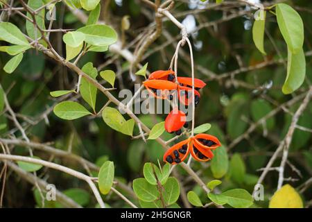 Sterculia quadrifida (auch Erdnussbaum genannt, rotblütig kurrajong) auf dem Baum. Die Samenschoten sind außen orange und innen orange oder rot, wenn sie reif sind. Stockfoto