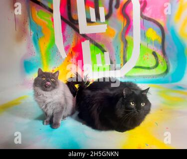 Zwei süße, flauschige, langhaarige Katzen sitzen auf einem bunt bemalten Hintergrund zusammen. Stockfoto
