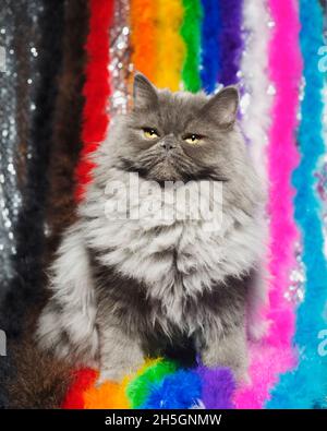 Süße, flauschige, graue Ragamuffin-Katze, die mit einem Regenbogen aus Federboas sitzt, die die inklusive Stolz-Flagge repräsentieren. Stockfoto