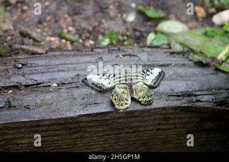 Blassgrüner Schmetterling, der auf einem Holzbalken ruht Stockfoto