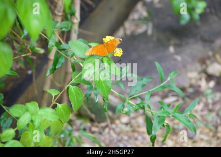 Silbergewaschene Fritillarschmetterlinge auf einer gelben Blume Stockfoto