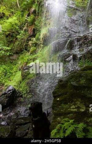 Schwarzer Labrador vor einem Wasserfall in Whitby Stockfoto
