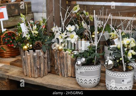 Weihnachtskomposition mit Blumen in einem Topf Stockfoto