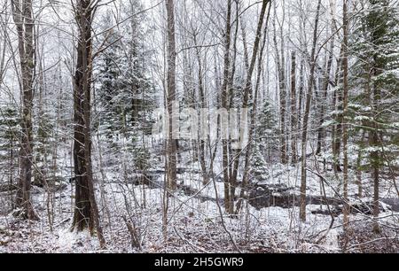 Bach, der durch einen verschneiten Wald läuft. Stockfoto