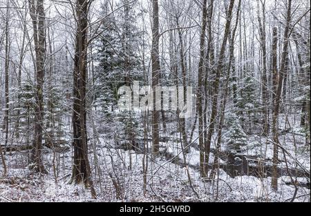 Bach, der durch einen verschneiten Wald läuft. Stockfoto