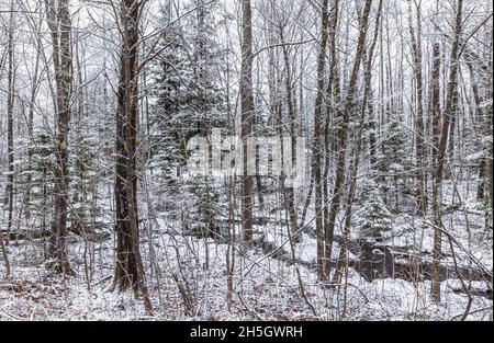 Bach, der durch einen verschneiten Wald läuft. Stockfoto