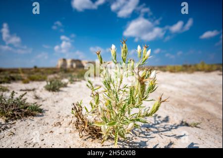 Braktless Stickleaf Pflanze in sandigen trockenen Land neben Monument Rocks in Kansas Stockfoto