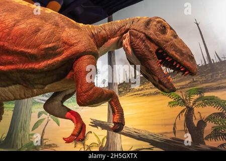 England, Isle of Wight, Sandown, Dinosaur Isle Museum, Modell eines Neovenator-Dinosauriers Stockfoto