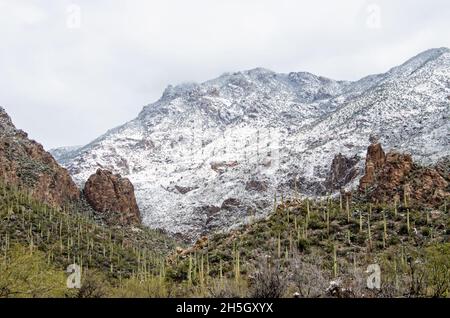 Schnee in der sonoran Wüste Stockfoto