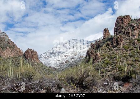 Schnee in der sonoran Wüste Stockfoto